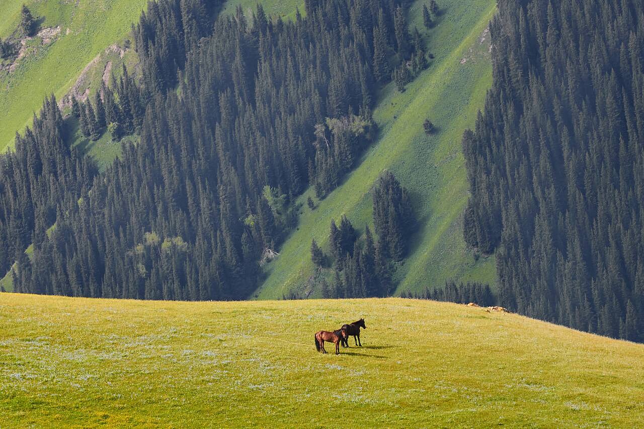 新疆，我的家乡，我的骄傲之歌